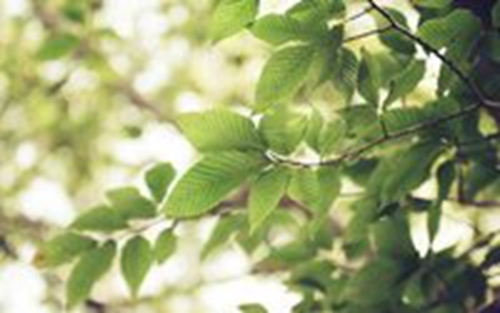 清明节气问候短信（推荐10句）