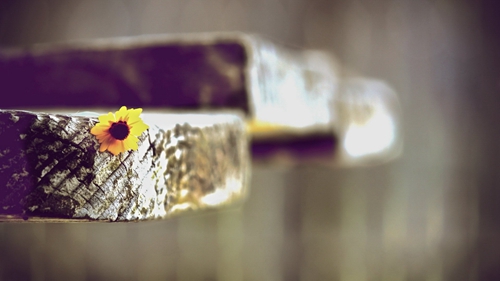 对爱情很失望的句子 对爱情很失望的句子