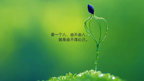 撩妹情话实用《爱的表白2025》